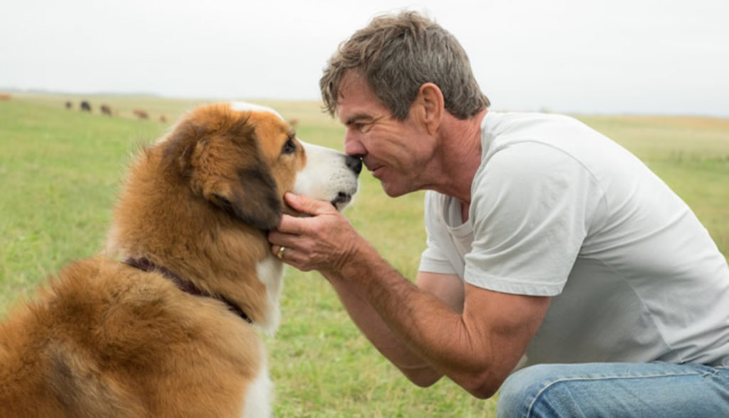 movie review a dog's purpose