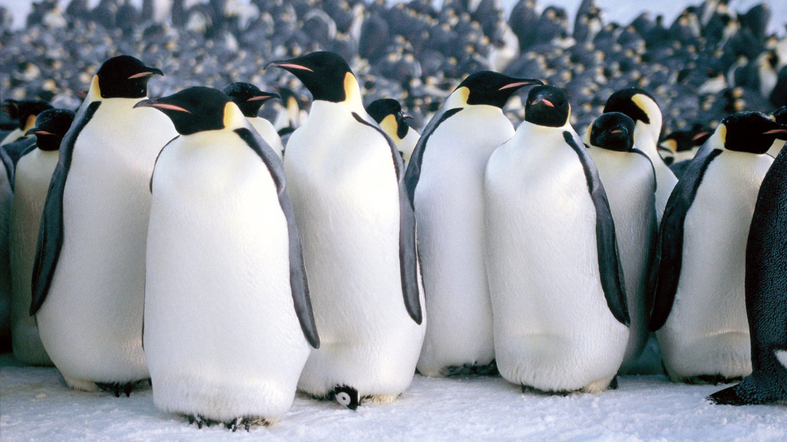A large group of emperor penguins.