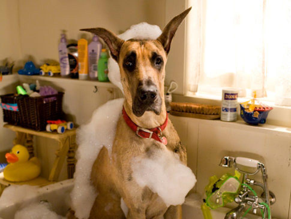 Marmaduke Plugged In