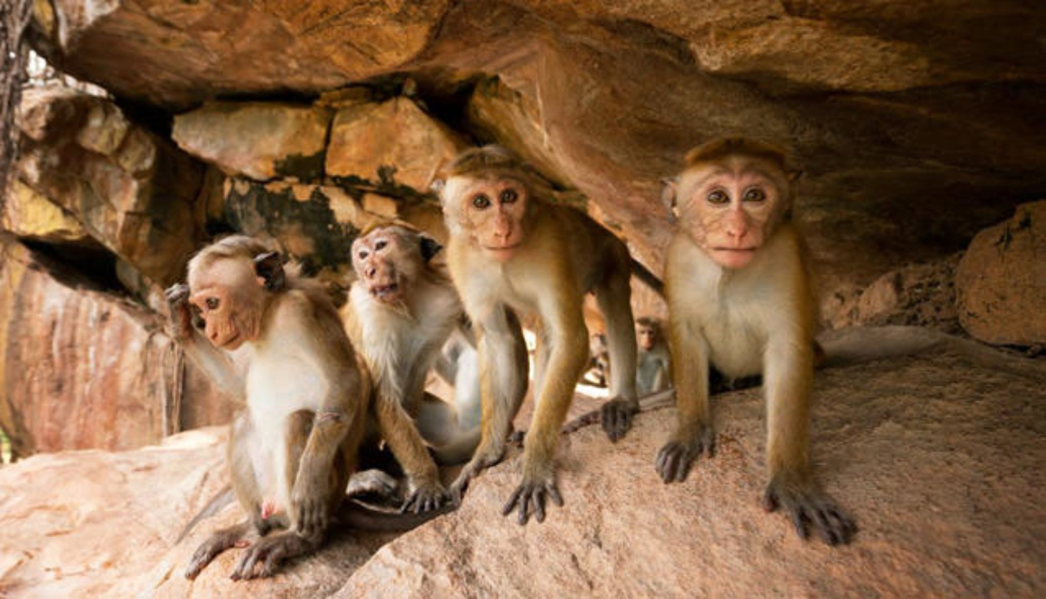 Monkey Kingdom - Plugged In