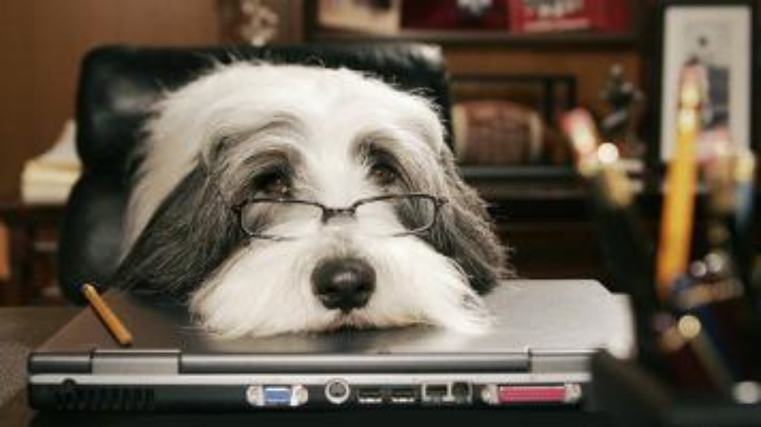 The Shaggy Dog - Plugged In