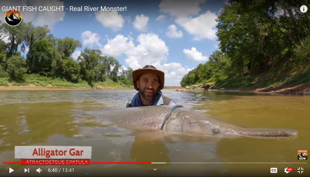 We see a guy holding a huge fish in a river before releasing it.