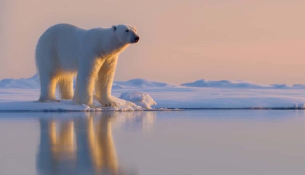 https://www.pluggedin.com/wp-content/uploads/2022/04/Polar-Bear-1024x587.jpg