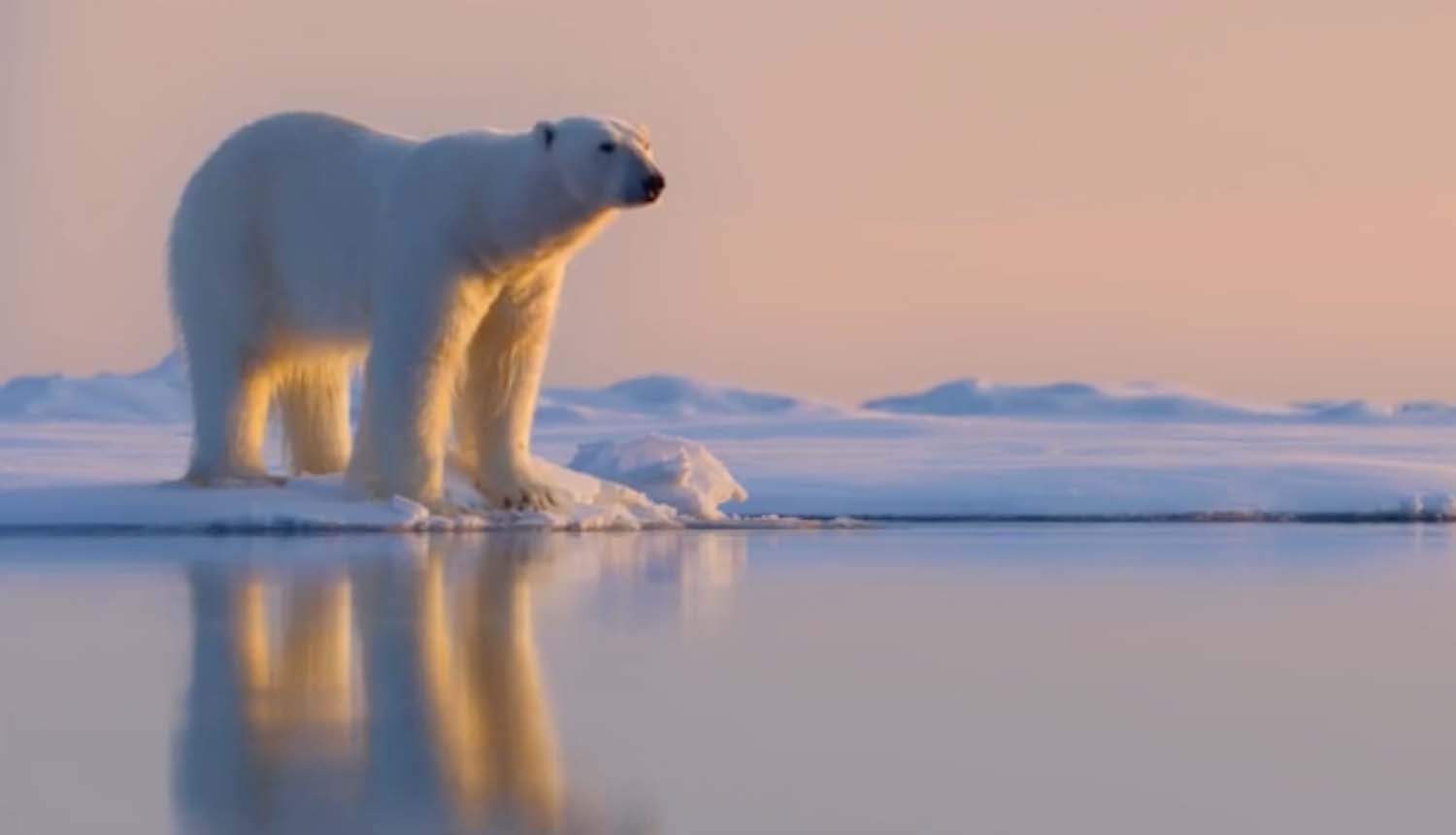 Polar Bear - Plugged In