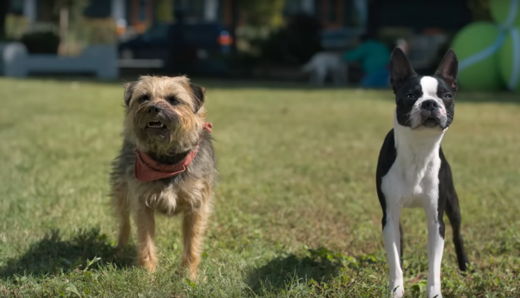 A Girl & Her Guard Dog- Release date, story, trailer, cast and more