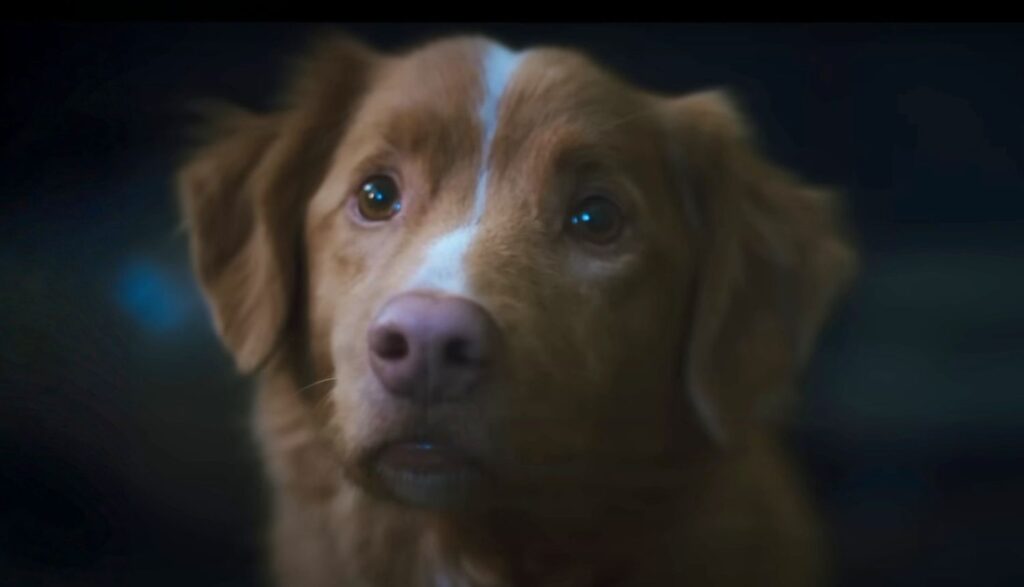 good boy