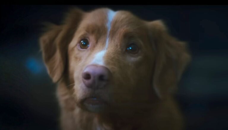 good boy